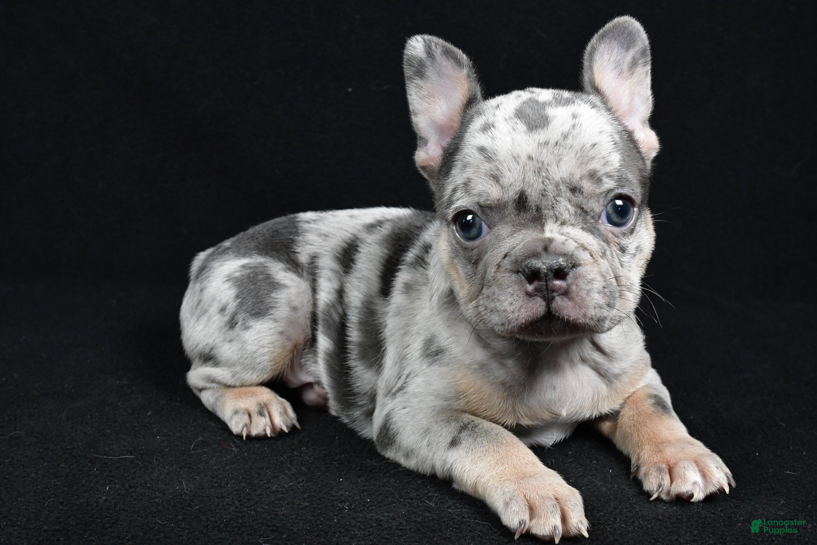 French Bulldog dogs Brooklyn - Ad 2