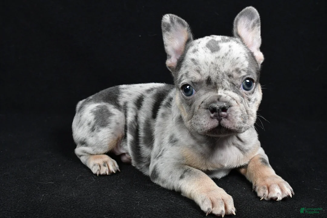 French Bulldog dogs for sale: Brooklyn - Ad 2