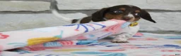 Miniature Dachshund dogs for sale: Anna - Ad 4