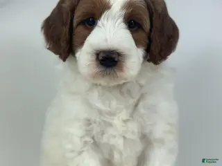 Mini Goldendoodle dogs Benson - Ad 31