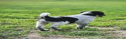 Mixed Breed dogs for sale: Hazel - Ad 2