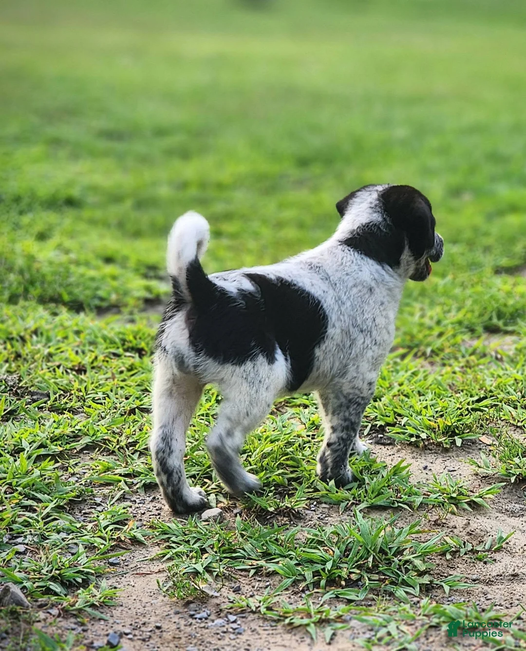Mixed Breed dogs for sale: Hazel - Ad 2