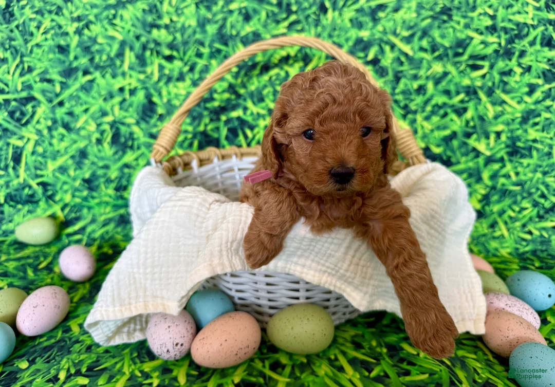 Mini Goldendoodle dogs for sale: Rose Collar  - Ad 1