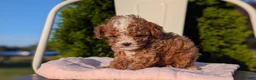 Cavapoo dogs for sale: Sparky - Ad 2
