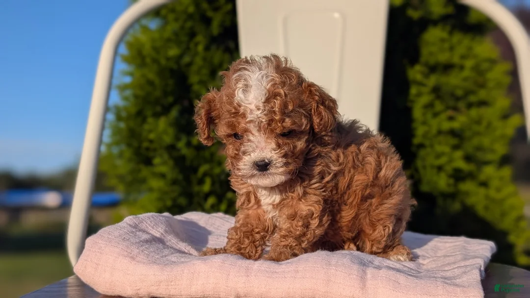 Cavapoo dogs for sale: Sparky - Ad 2