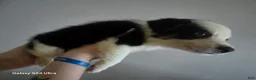 Border Collie dogs for sale: Border Collie 6 - Ad 2