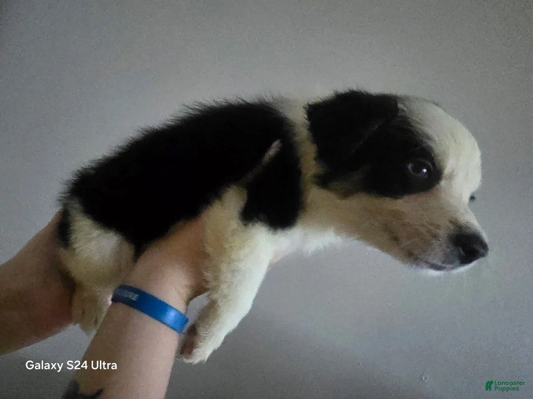 Border Collie dogs for sale: Border Collie 6 - Ad 2