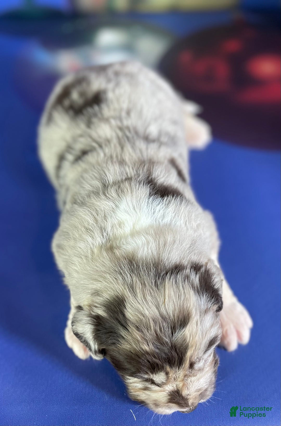 Mixed Breed dogs for sale: Studdly OFA DNA  - Ad 5