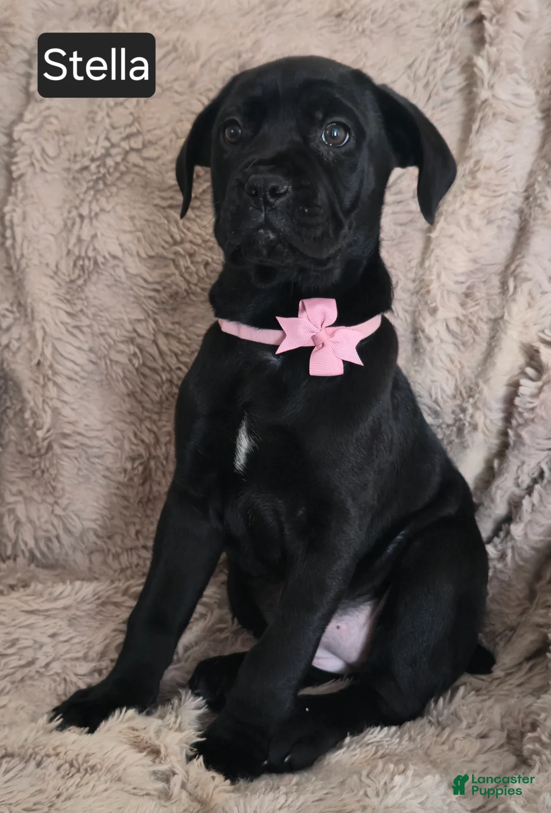Cane Corso dogs for sale: Stella - Ad 4