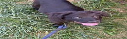 Mixed Breed dogs for sale: Mixed Breed 1 - Ad 4