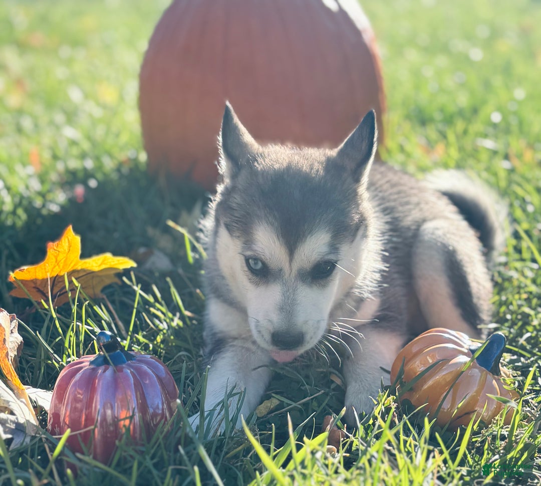 Pomsky dogs for sale: Sophie - Ad 6