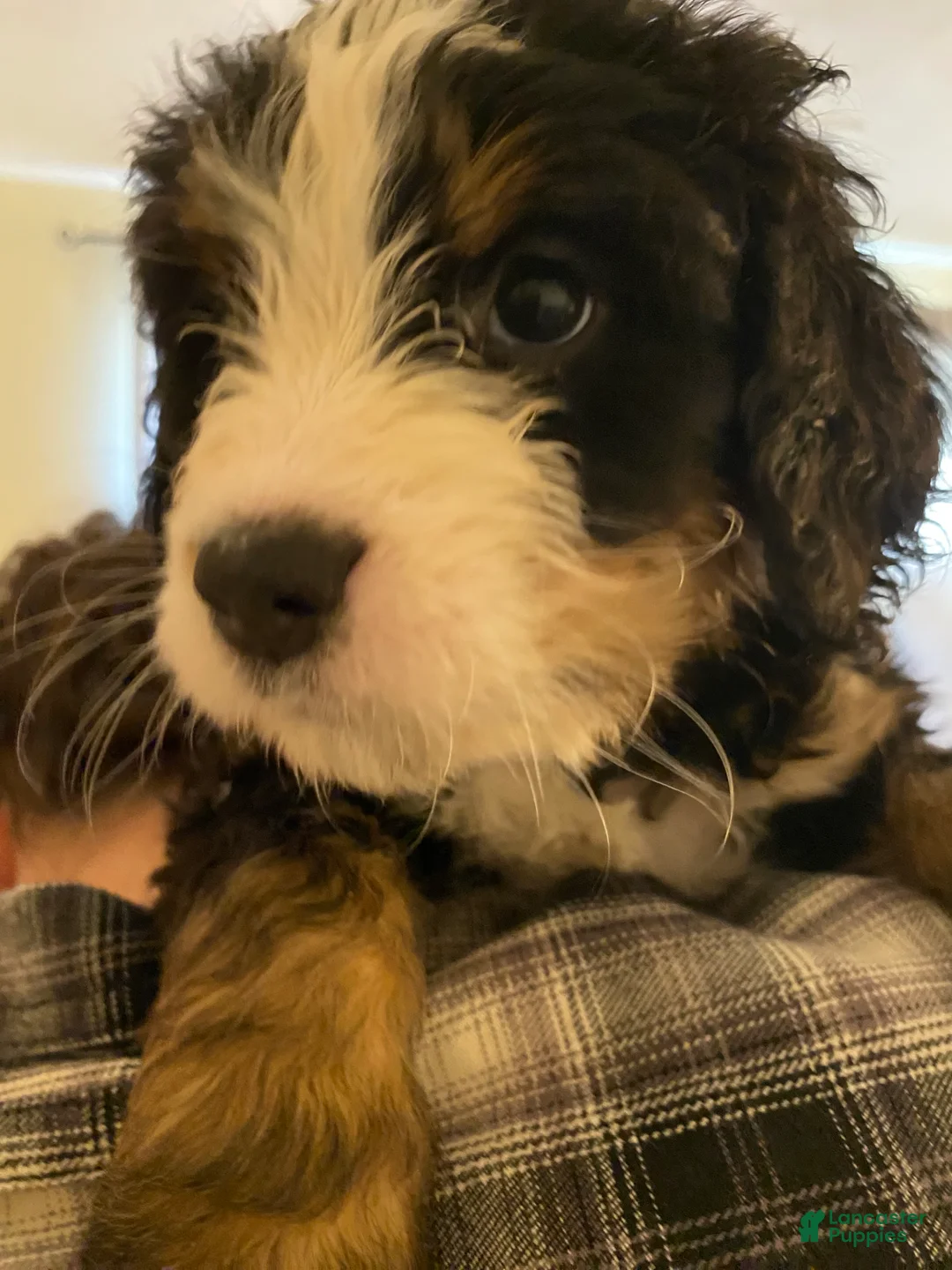 Bernedoodle dogs for sale: Bernedoodle Puppy 11 - Ad 4