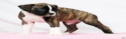 Boxer dogs for sale: Patsy - Ad 6