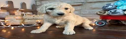 Mixed Breed dogs for sale: Strawberry (Girl) - Ad 4