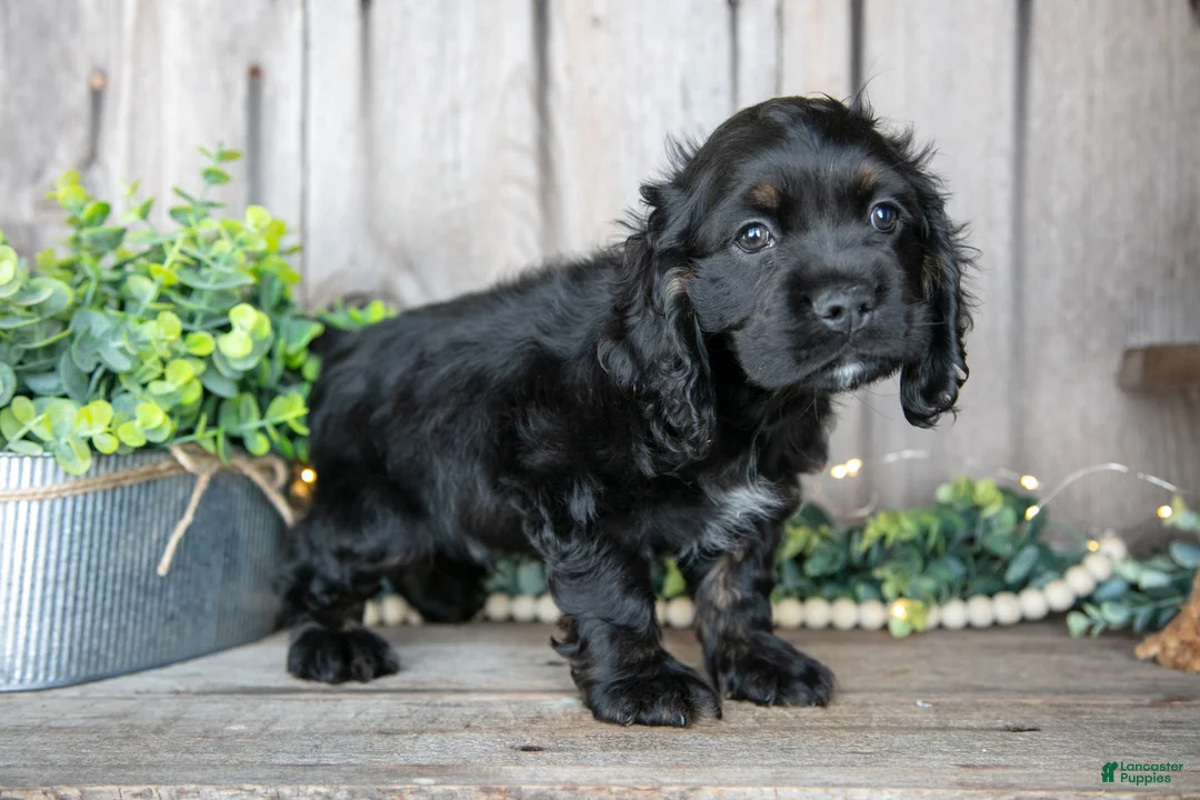 Cocker Spaniel dogs for sale: Bean - Ad 1