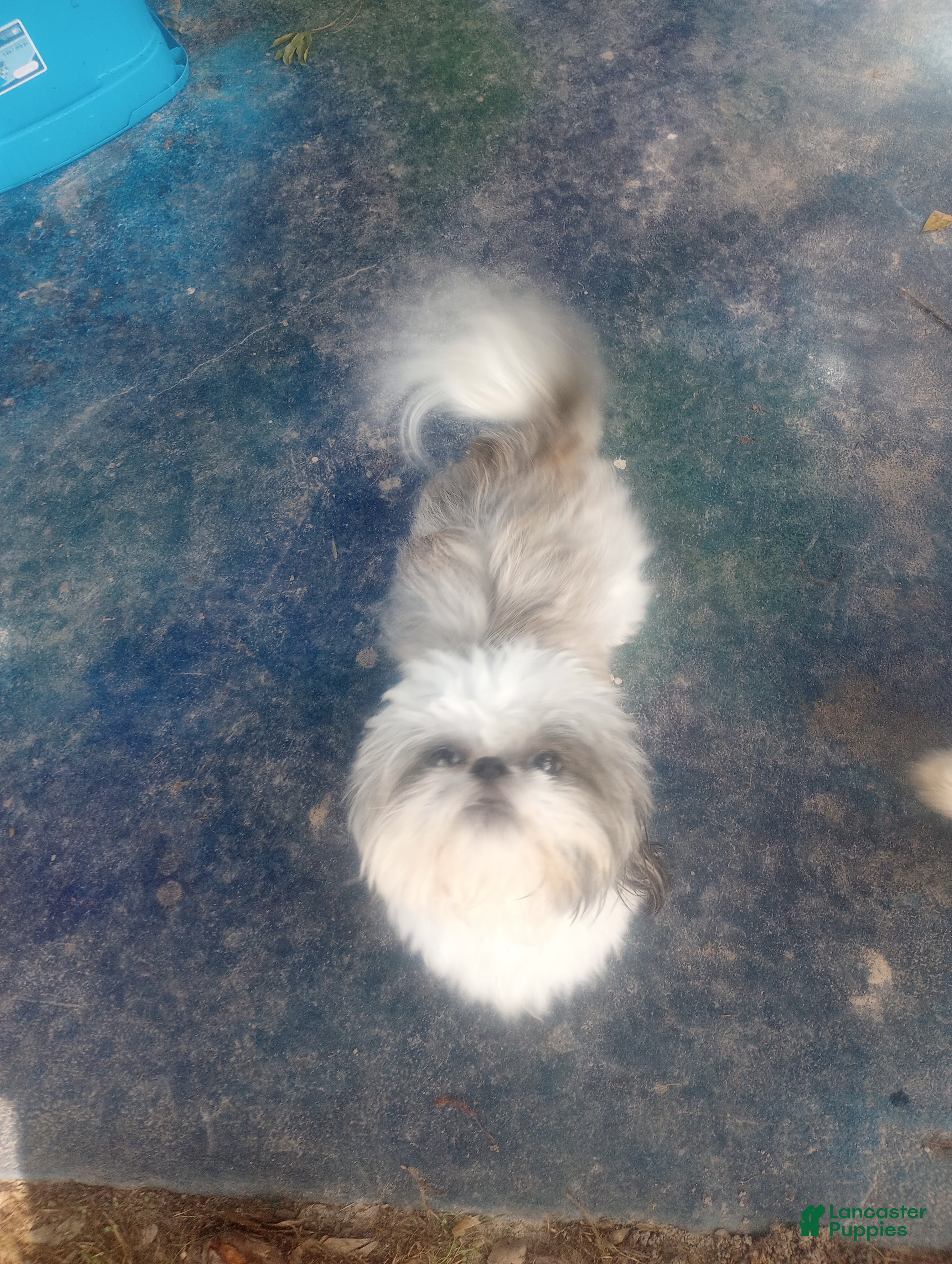 Daisy