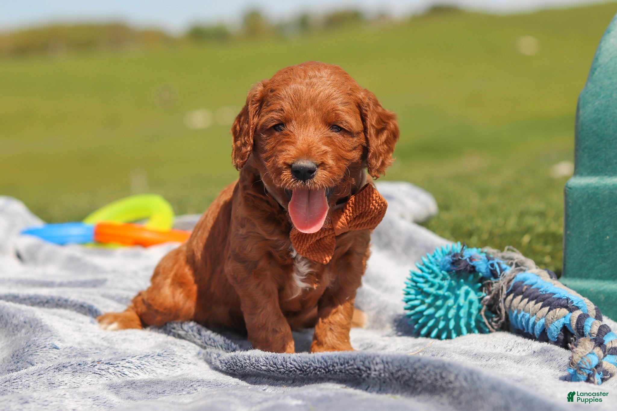 Mini Goldendoodle dogs for sale: Calvin - Ad 4