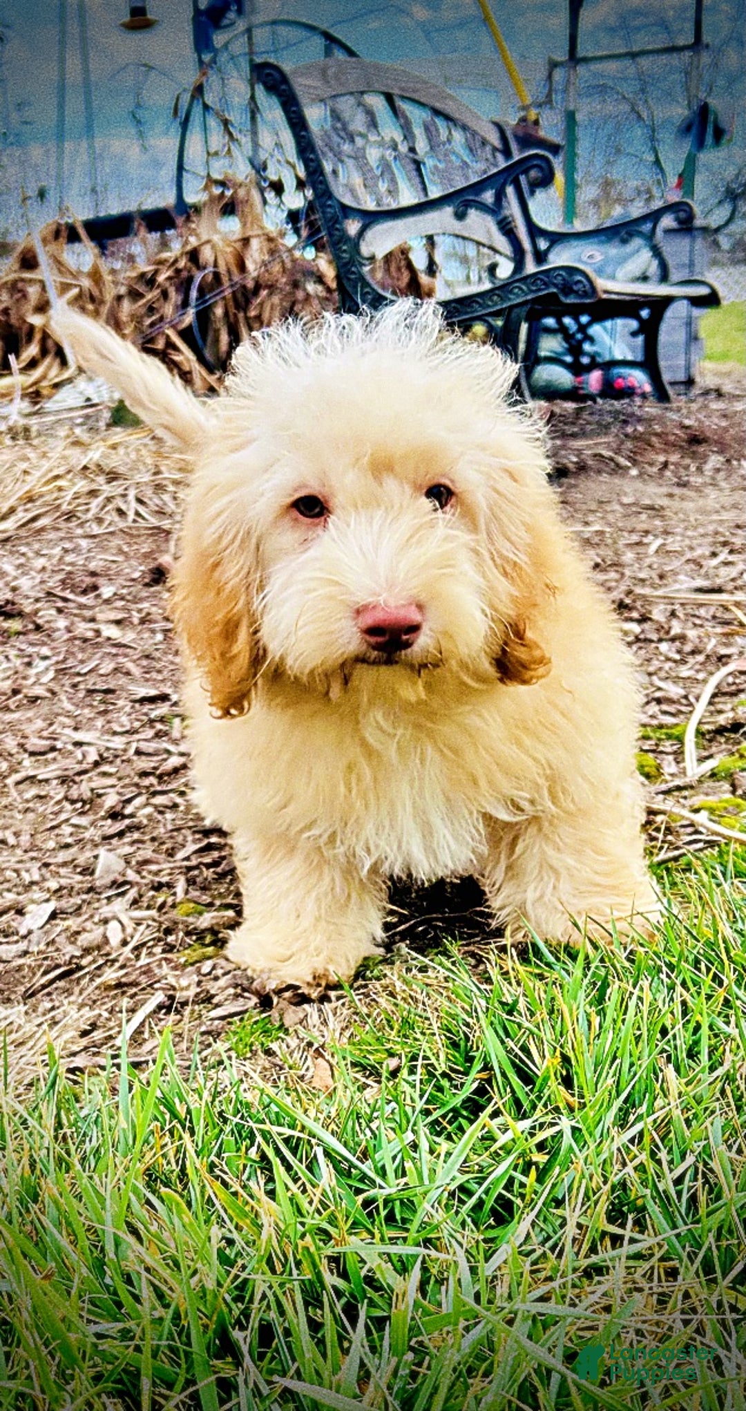 Havapoo dogs for sale: Ranger - Ad 13