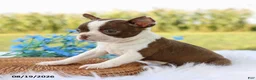 Boston Terrier dogs for sale: Molly - Ad 3