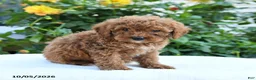 Mini Goldendoodle dogs for sale: Lilly - Ad 7