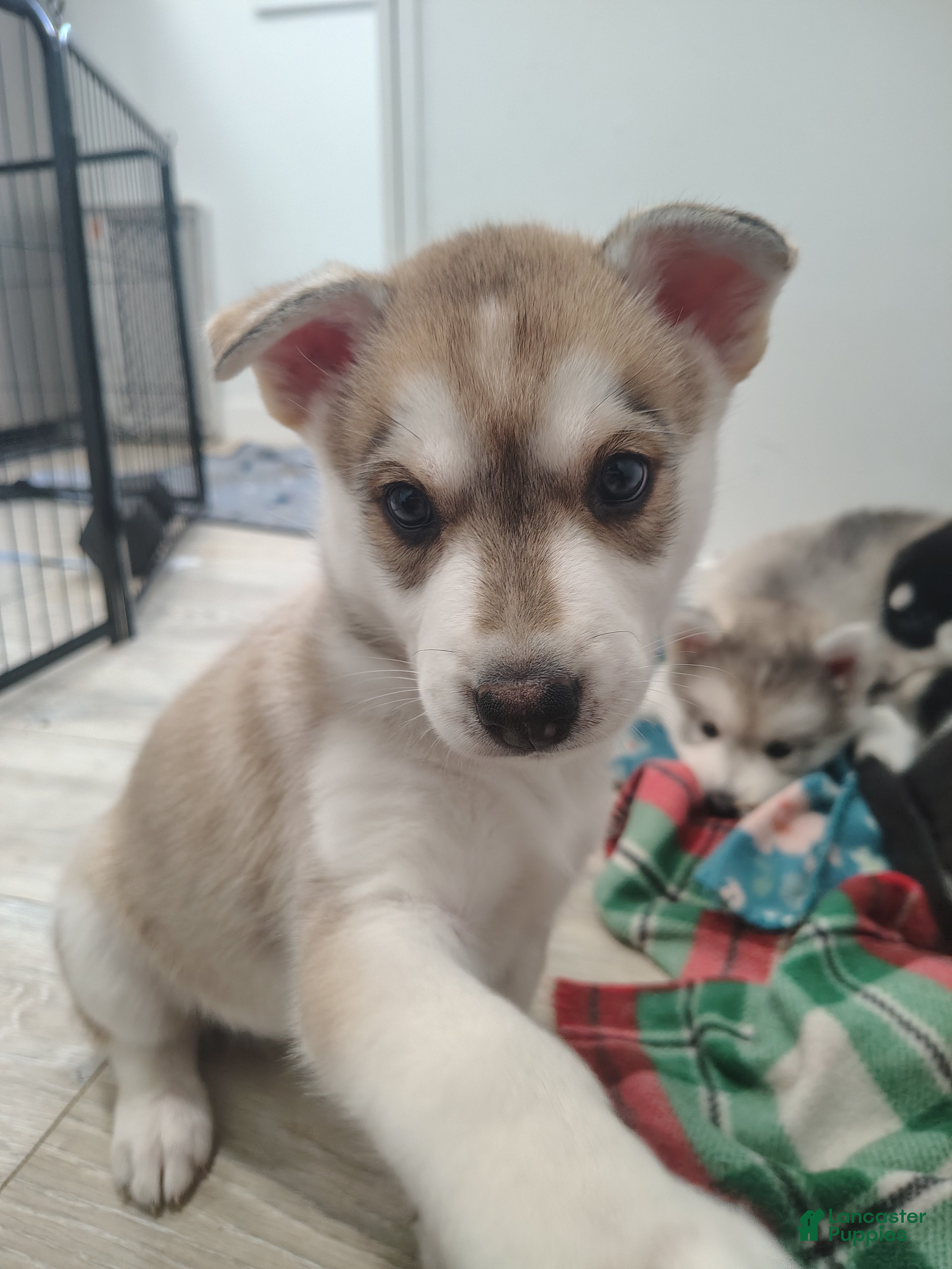 Gerberian Shepsky dogs Gerberian Shepsky Puppy 5 - Ad 6