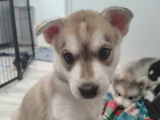 Gerberian Shepsky dogs Gerberian Shepsky Puppy 5 - Ad 22