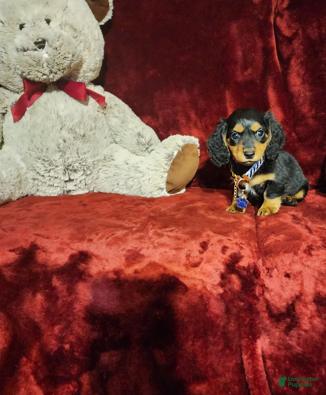 Miniature Dachshund dogs for sale: DUTTON - Ad 2
