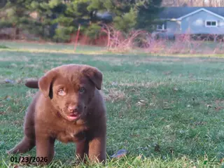 Mixed Breed dogs Hershey - Ad 18