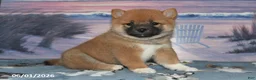 Shiba Inu dogs for sale: Daisy - Ad 4