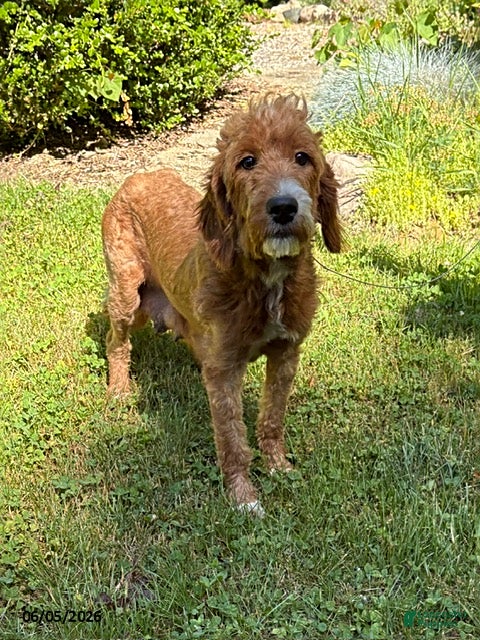 Goldendoodle dogs Abe  - Ad 2