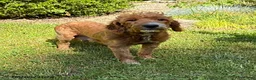 Goldendoodle dogs for sale: Arielle - Ad 4