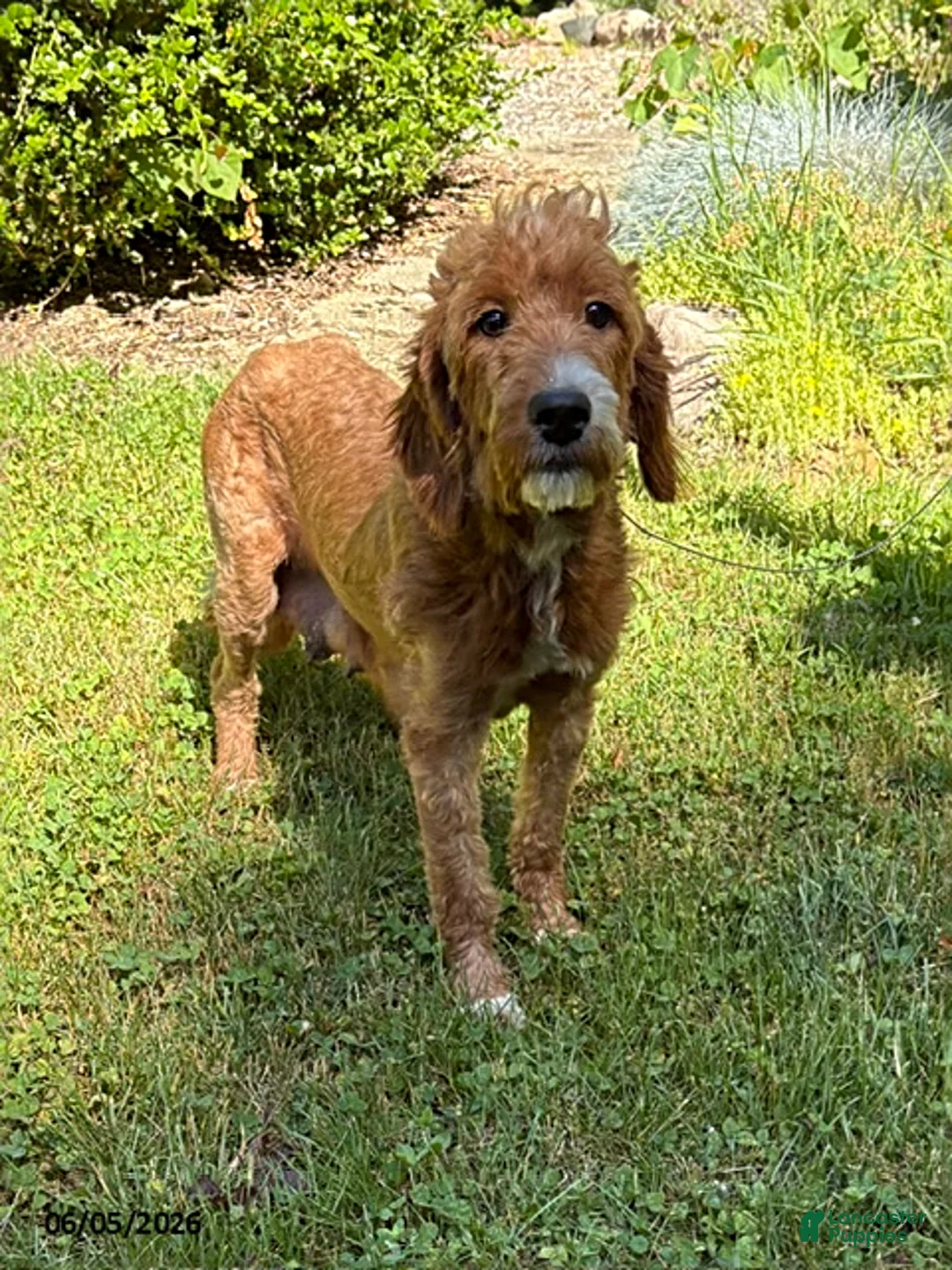 Goldendoodle dogs for sale: Arielle - Ad 4