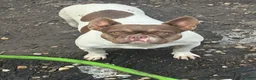 French Bulldog dogs for sale: French Bulldog 3 - Ad 7