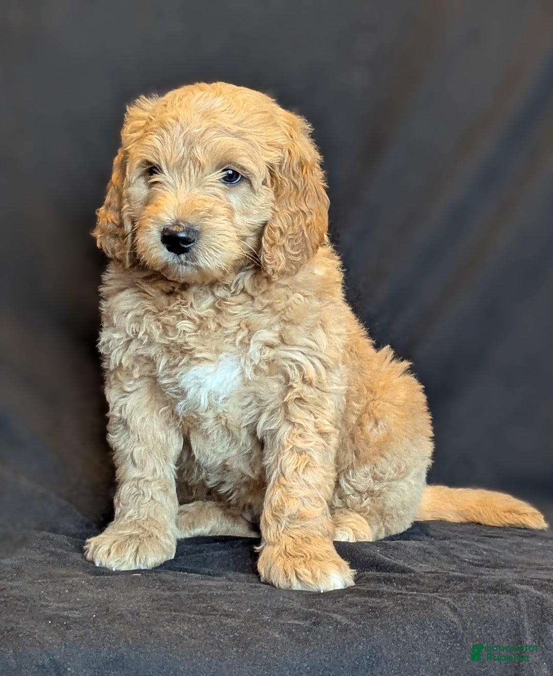 Goldendoodle dogs for sale: Bear  - Ad 1