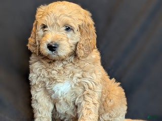 Goldendoodle dogs Bear - Ad 12