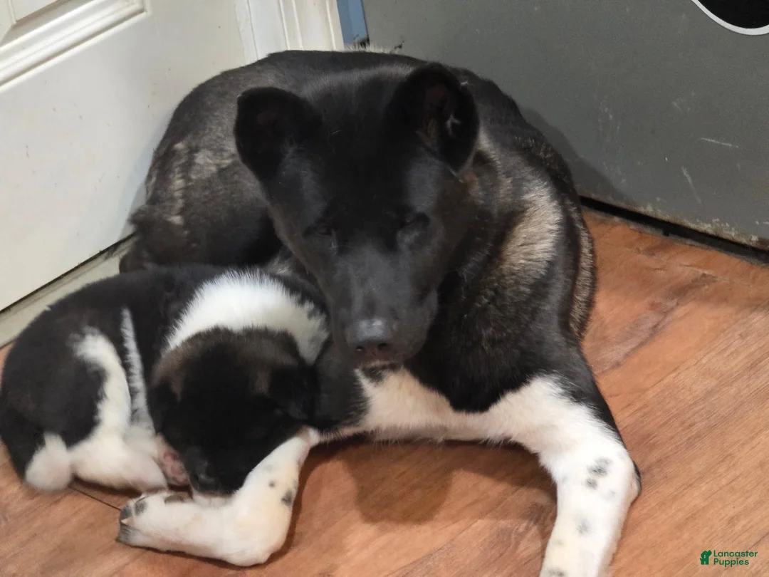 Gallery Image {{count}}