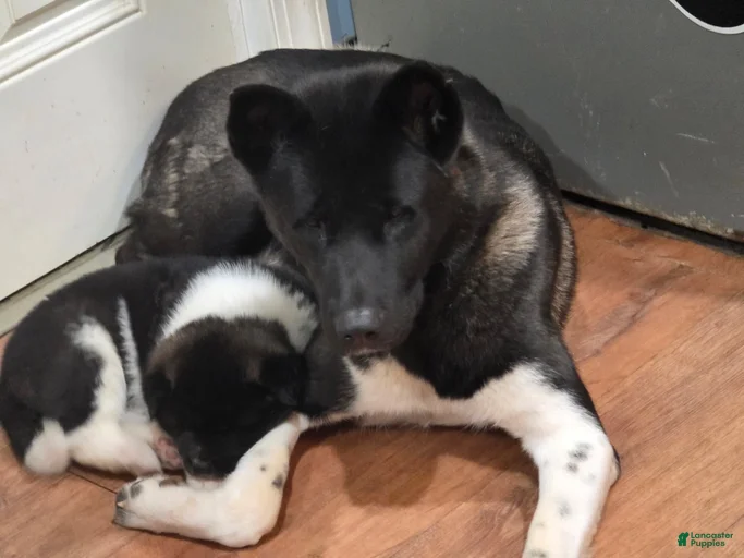 Gallery Image {{count}}