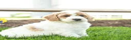 Goldendoodle dogs for sale: Tommy - Ad 2