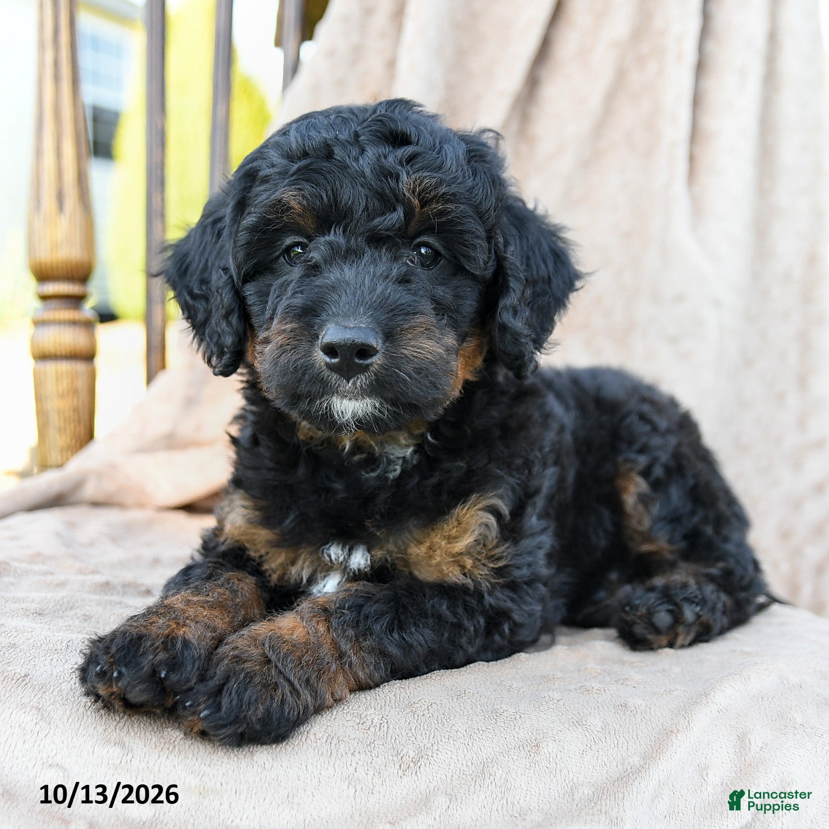 Mini Bernedoodle dogs for sale: Badger - Ad 2