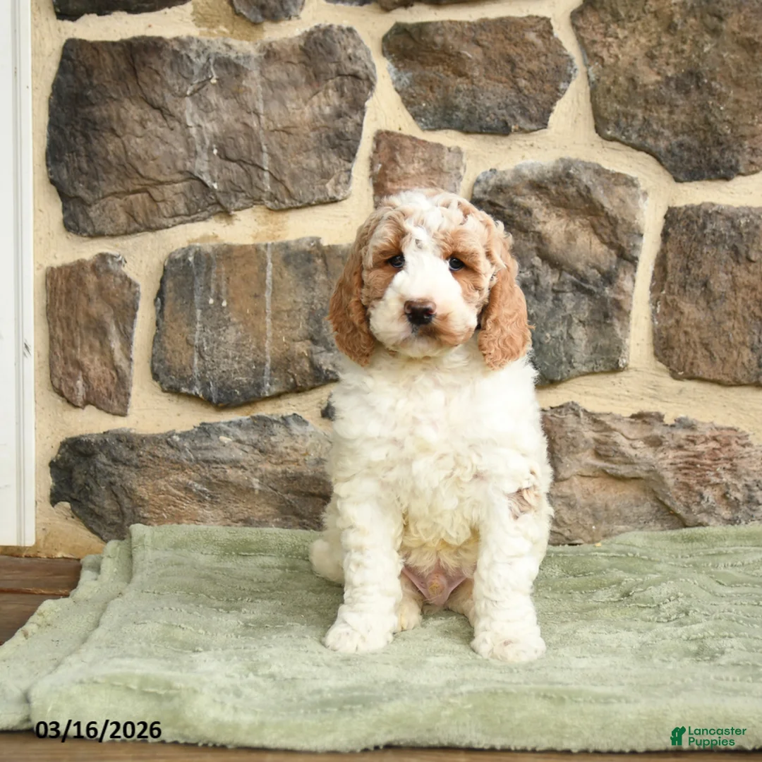 Goldendoodle dogs for sale: JR - Ad 2