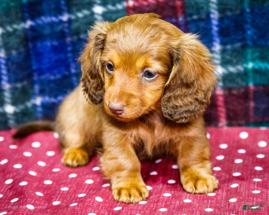 Miniature Dachshund dogs for sale: Adler - Ad 4