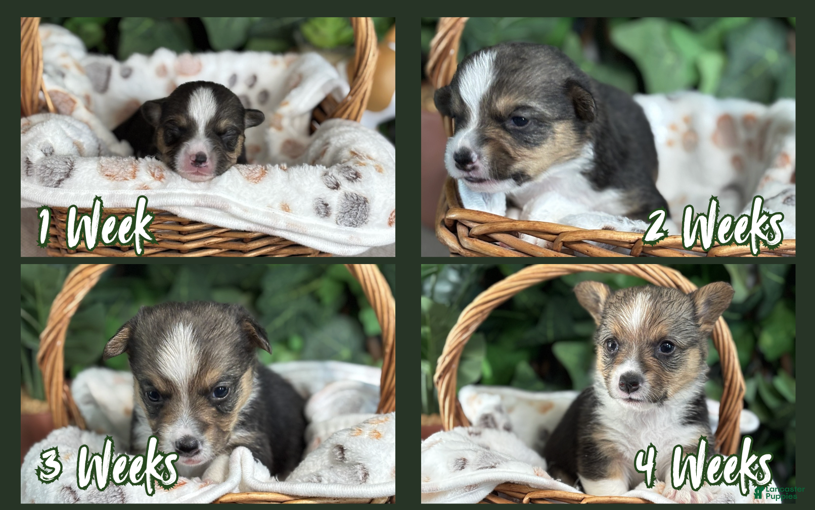 American Corgi dogs Tricolor Male - Donnatello - Ad 2