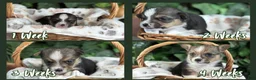 American Corgi dogs for sale: Tricolor Male - Donnatello - Ad 2