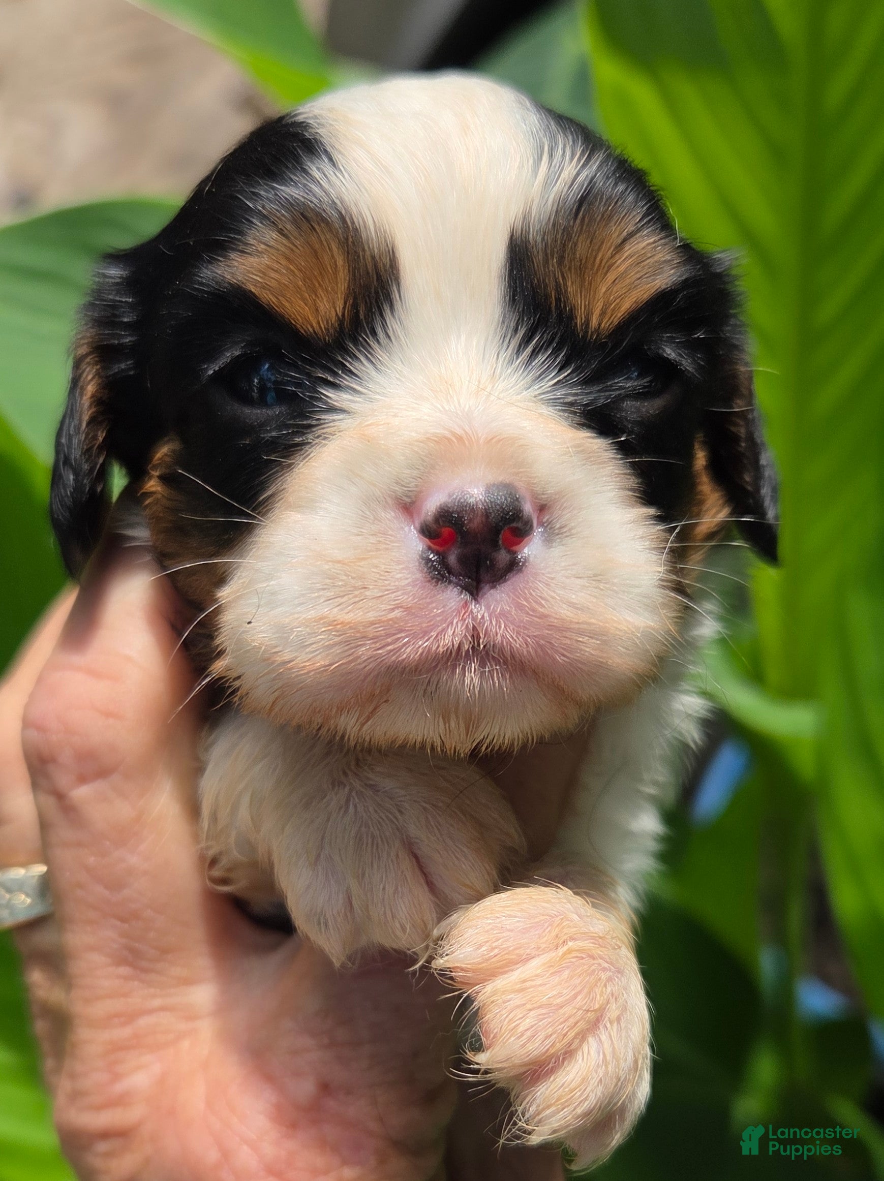 Cavalier King Charles Spaniel dogs Cavalier King Charles Spaniel Puppy 4 - Ad 2