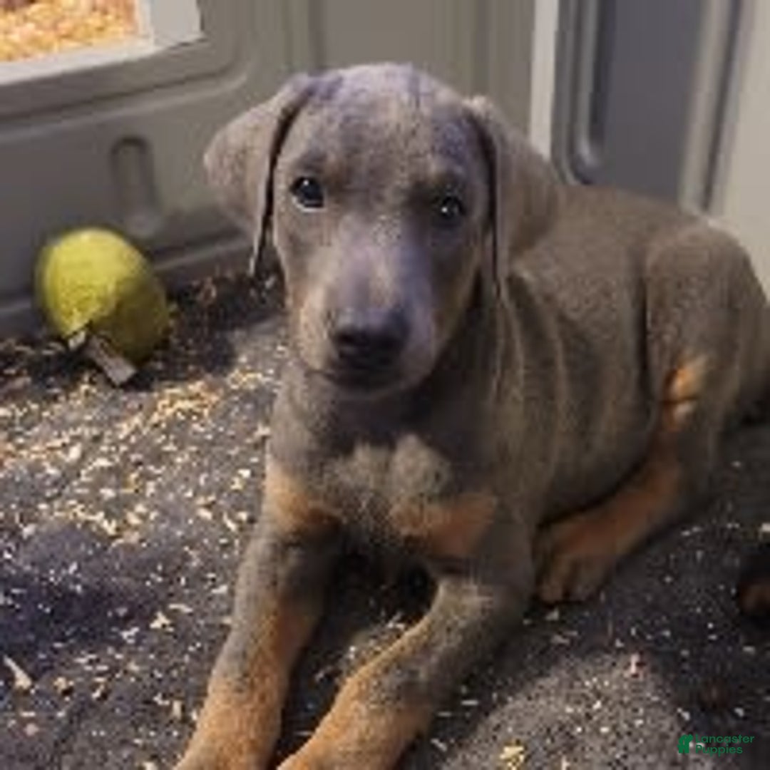 Gallery Image {{count}}