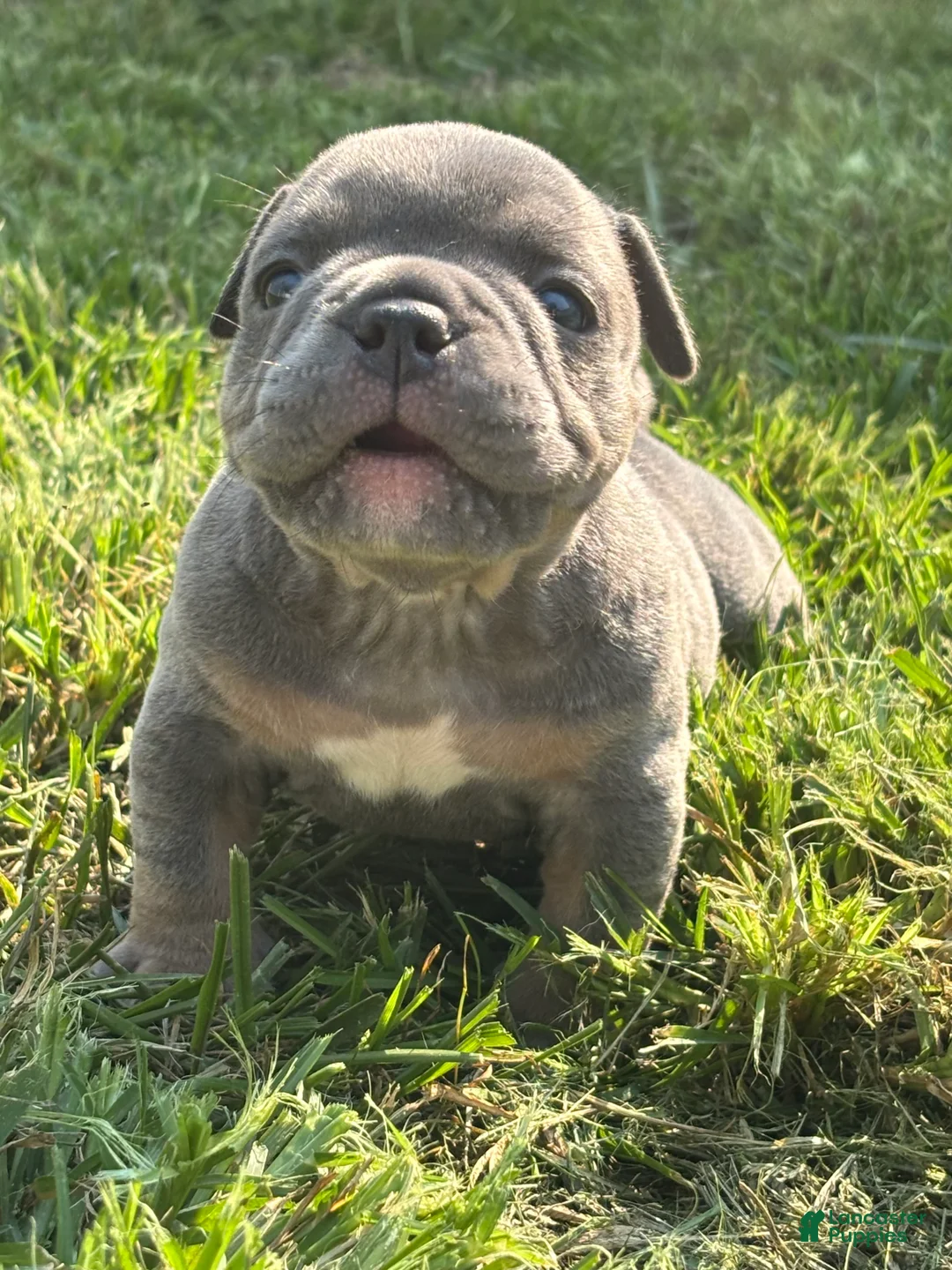 American Bully dogs for sale: American Bully 4 - Ad 2
