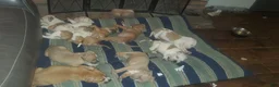 American Pit Bull Terrier dogs for sale: American Pit Bull Terrier  - Ad 2