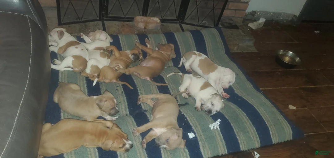 American Pit Bull Terrier dogs for sale: American Pit Bull Terrier  - Ad 2