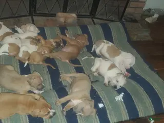 American Pit Bull Terrier dogs American Pit Bull Terrier - Ad 2