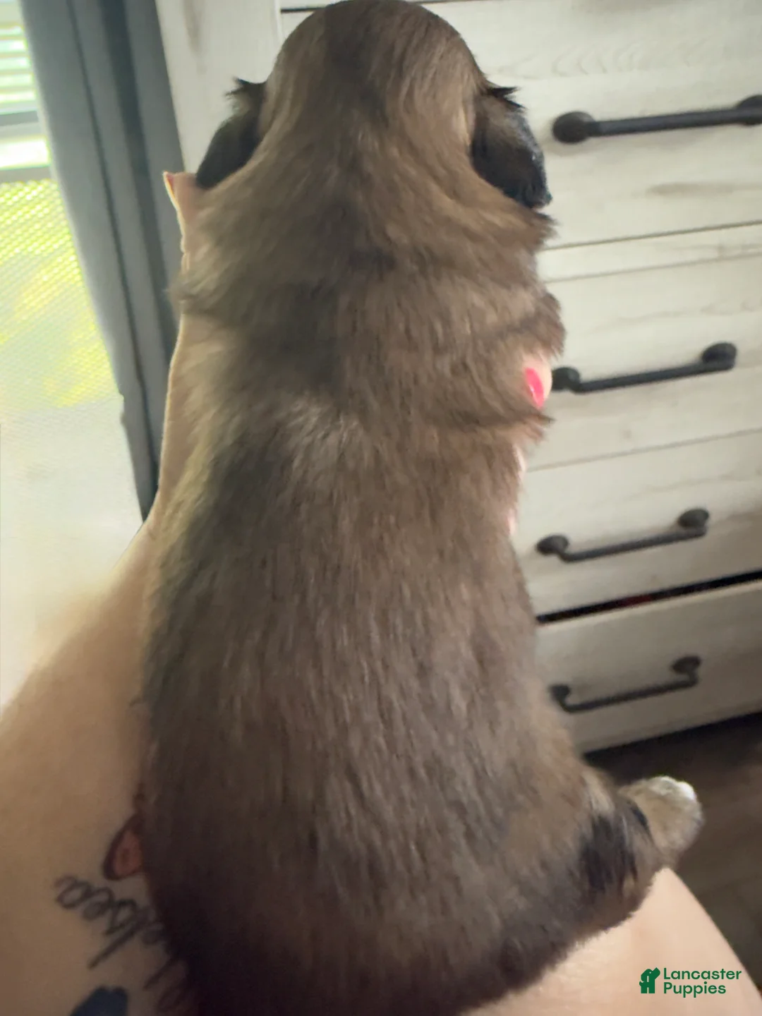 Shih Tzu dogs for sale: Shih Tzu 4 - Ad 2